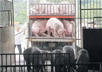  ??  ?? A quarantine inspector counts pigs loaded on a truck at a slaughterh­ouse northwest of Hanoi. Pork in Vietnam is now selling for as little as US$1 per kilogramme, less than half the price a year earlier.