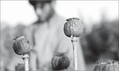  ??  ?? A farmers stand in an opium farm in Afghanista­n. Production of opium rose a record 87% in Afghanista­n last year, according to UN figures. (Photo: EPA)