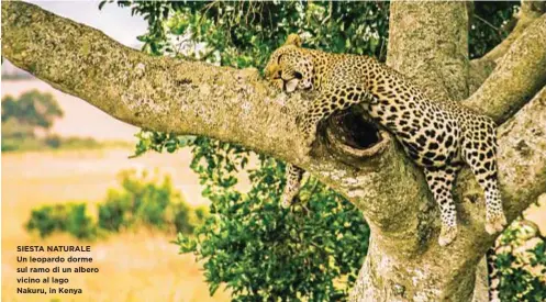  ??  ?? SIESTA NATURALE Un leopardo dorme sul ramo di un albero vicino al lago Nakuru, in Kenya