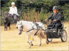  ?? PICTURE / PETER DE GRAAF ?? The Kaikohe show has the biggest miniature horse and horsedrawn buggy sections north of Auckland, and will do again on Saturday.