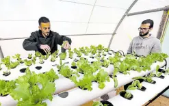  ??  ?? FRUIT OF THEIR LABOR Siraj Bechiya (right) and his partner Mounir grow lettuce in a country where 90 percent of the territory is arid desert.