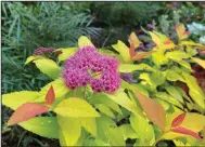  ?? (TNS/Norman Winter) ?? The Double Play Candy Corn spirea reaches about 24-inches tall and 30-inches wide and bears colorful purple/red flowers.