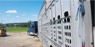  ?? Aux États-Unis, plus du tiers des porcs voient déjà leur prix déterminé avec une composante de la valeur de la viande ( ?? cut out).