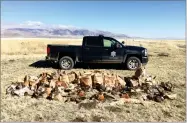  ?? PHOTO RELEASED BY THE CALIFORNIA DEPARTMENT OF FISH AND WILDLIFE ?? In this photo taken Sunday, March 11, are some of the over 140 carcasses they collected of mostly raptors, other birds and mammals near Standish.