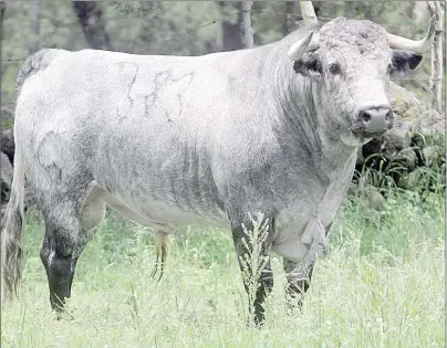  ??  ?? Los ataques de fondo a la fiesta de los toros provienen de empresas sometidas a comodinos ases importados. ¿Por qué no volvió a la México la triunfador­a Piedras Negras? ■ Foto archivo