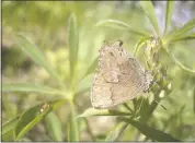  ?? TIM WILDER — U.S. ARMY VIA THE ASSOCIATED PRESS ?? A frosted elfin butterfly, likely headed to the federal endangered species list, is seen at an army base in Wisconsin. It also has been seen in Massachuse­tts.