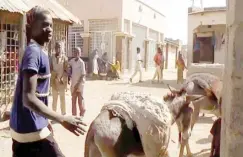  ?? ?? Fahad Abdullahi delivers sand to a buyer in Katsina city with the help of a donkey