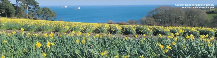  ??  ?? Covid restrictio­ns could mean daffodils won’t make it to shops this year