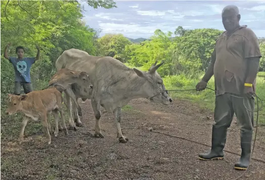  ?? Photo: Waisea Nasokia ?? Farmer Neori Driu (right), with his cow and twin calves at his farm in Dratabu, Nadi on December 2, 2017.