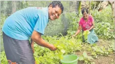  ?? Picture: SUPPLIED ?? Members of the Vunisalato Women’s Group harvest vegetables from their demo farm.