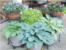  ?? ?? A patio display includes pansies in shallow, bowl-shaped planters raised on plant stands.