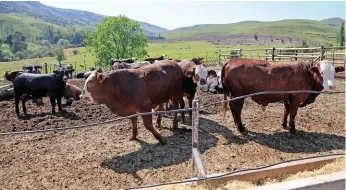  ??  ?? Jong kruisrasos­sies wat drie maande lank in die plaasvoerk­raal afgerond word. Die speenkalwe­rs word in drie groepe verdeel en die A-grade word vanaf September tot November op 400-420 kg op veilings bemark.