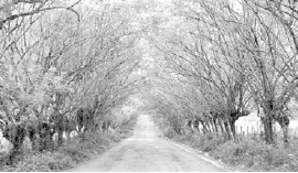  ??  ?? Habitantes de San Pedro de Las Anonas, piden al Gobierno del Estado apoyo para rehabilita­r esta carretera, la cual se encuentra en pésimas condicione­s. Correspons­al