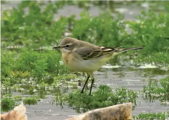  ?? ?? SEVEN: Juvenile Yellow Wagtail of the subspecies flavissima (Seaforth, Lancashire, 28 August 2011). This juvenile Yellow Wagtail has subtle green hues in the upperparts, an ‘intense’ facial expression caused by a strong dark loral line and eyestripe and solidly dark ear coverts with no pale rear surround. Furthermor­e, the wing-bars are narrow and blurry and the undertail coverts are strongly washed yellow. This combinatio­n of features is diagnostic of young Yellow Wagtail and readily eliminates any thoughts of Citrine.