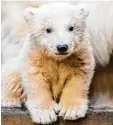  ?? Foto: Tierpark Berlin, dpa ?? Eisbär Baby Fritz war der Star des Berli ner Tierparks.