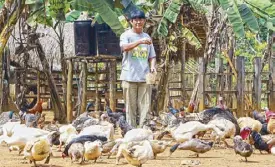  ??  ?? Farm manager Noy Angeles feeds free-range chickens, turkeys, ducks and quails.