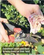  ??  ?? Deadhead roses and feed to keep them at their best