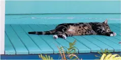  ?? Photos / Judith Lacy ?? Keith asleep on the To¯ taranui House verandah.