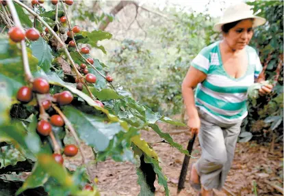  ??  ?? Con su programa ayudan al crecimient­o de la producción primaria.