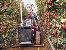  ??  ?? A harvesting robot developed by Abundant Robotics uses suction to pick apples off trees in an orchard in the US. Robots are helping farms that face labour shortages by performing tasks that once required the precision of human hands