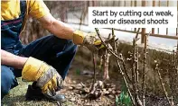  ??  ?? Start by cutting out weak, dead or diseased shoots