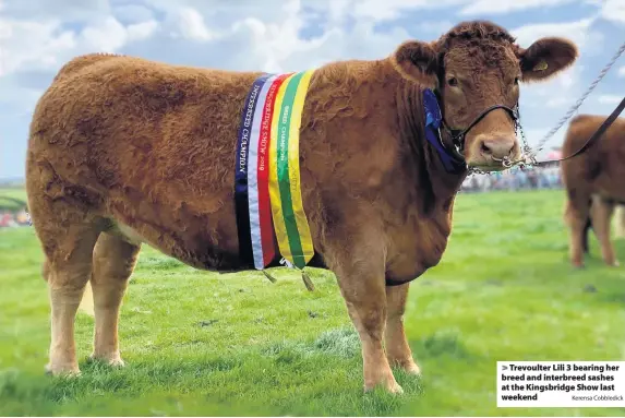  ?? Kerensa Cobbledick ?? > Trevoulter Lili 3 bearing her breed and interbreed sashes at the Kingsbridg­e Show last weekend