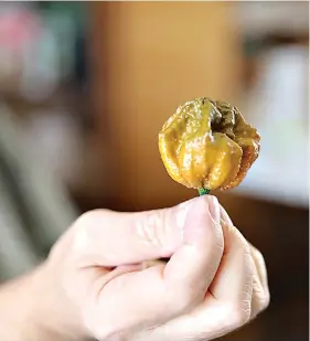  ?? (AP Photo/ Jeffrey Collins) ?? A Pepper X pepper is shown on Tuesday, Oct. 10, 2023, in Fort Mill, S.C. The pepper variety is now the hottest pepper in the world according to the Guinness Book of World Records