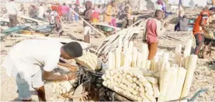  ?? ?? Sugarcane dealers setting their products for the market