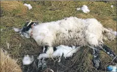  ?? Photograph: Kevin McGlynn ?? Five pregnant ewes died after being savaged between Nant Drive and Soroba, Oban.