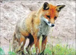  ?? Picture Iain Thornber ?? The colourful Highland fox should be celebrated.