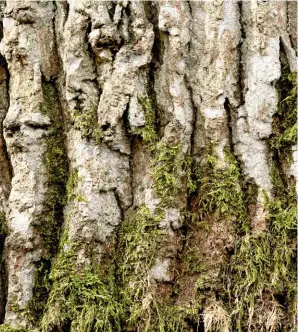  ??  ?? Deeply-ridged oak bark is a sign of ageing.