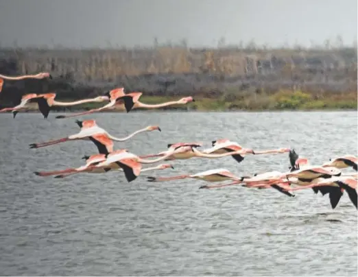  ?? // J.M. SERRANO ?? Los flamencos ya han llegado a Veta la Palma. Ricardo Araque, director de la finca, muestra en la imagen superior el sistema de control de las balsas, que circulan agua del río con canales y sistemas de bombeo