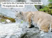  ??  ?? Les lynx du Canada font partie des 75 espèces du zoo.