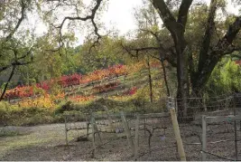  ?? MARY ANN ANDERSON TNS ?? Sonoma County’s 425 wineries and untold acres of vineyards are beautiful any time of year, but autumn can be a special time to visit, with valleys and hillsides filled with the color of the season.