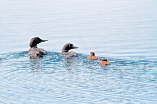  ?? M.L. BREAM PHOTOS ?? A mated pair of common loons (Gavia immer), named Larry and Loretta, on a lake in the Madawaska Valley in 2019 with their two chicks.