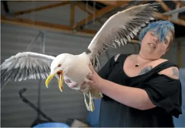  ?? BEJON HASWELL/STUFF ?? Zena Guthrie and Snappy, a black-backed gull that suffered nerve damage after being shot, on Thursday. The bird was put down on Friday, after showing no improvemen­t.