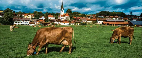  ?? Foto: Ralf Lienert ?? Bayerns Landwirtsc­haft könnte von der EU‰Agrarrefor­m durchaus profitiere­n – davon ist Landwirtsc­haftsminis­terin Michaela Kaniber überzeugt.