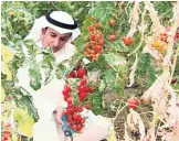  ??  ?? Kuwaiti farmer Yousef Al-Kreibani will be distributi­ng organic vegetables from his farm for free today (Tuesday) at the Boulevard in Salmiya at 4:00 pm.