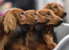  ?? Martin Meissner, Associated Press file ?? Dachshunds wait before a competitio­n in Germany in 2017.