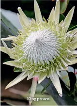  ??  ?? King protea.