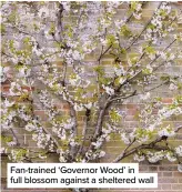  ??  ?? Fan-trained ‘Governor Wood’ in full blossom against a sheltered wall