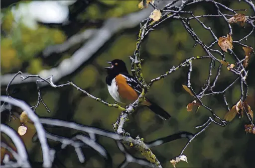  ?? CAROLYN KNIGHT —SANTA CLARA AUDUBON SOCIETY ?? A spotted towhee is one of the bird species society members are tracking during the annual Birdathon. The Cupertino-based group holds the event each spring to track birds’ migratory patterns.