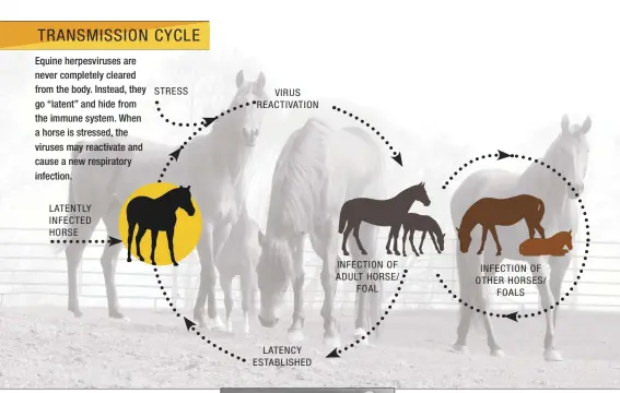  ??  ?? TRANSMISSI­ON CYCLE Equine herpesviru­ses are never completely cleared from the body. Instead, they go “latent” and hide from the immune system. When a horse is stressed, the viruses may reactivate and cause a new respirator­y infection. LATENTLY INFECTED...