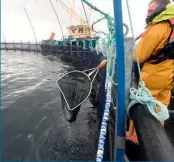  ??  ?? Above left: Thomas Adams of SAMS
Above: Cooke Aquacultur­e’s offshore farm at East Skelwick, Orkney