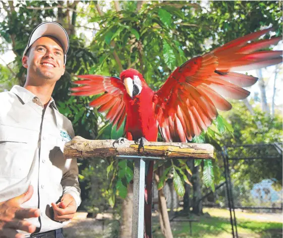  ?? Picture: SCOTT POWICK ?? Currumbin Sanctuary staff member Brendan Mulhall with Big Bird the macaw, one of the stars of the new Wild Skies flight show.