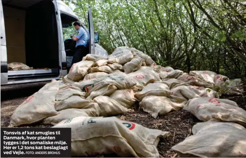  ??  ?? Tonsvis af kat smugles til Danmark, hvor planten tygges i det somaliske miljø. Her er 1,2 tons kat beslaglagt ved Vejle.