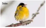  ??  ?? Siskin