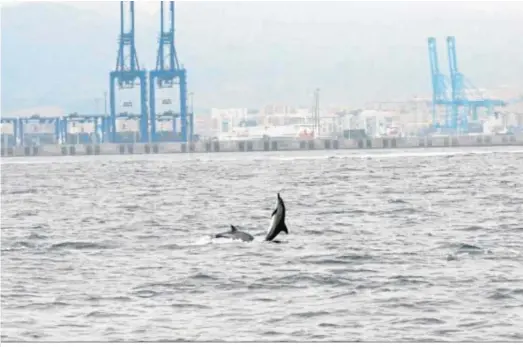  ??  ?? Dos delfines, frente al Puerto de Algeciras.