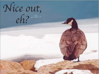  ?? NEWS PHOTO RYAN MCCRACKEN ?? A Canada goose rests on the snowy banks of the South Saskatchew­an River on Friday. The forecast calls for a nice weekend to close out November, and Hatters should continue to enjoy highs above zero for the first week or so of December.