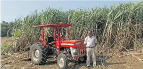  ?? Photo: FSC ?? Narayan Choy standing in front of his seed cane, which is the cane used for replanting for the next season.